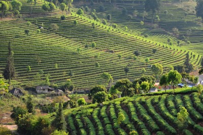 simao district - chiny