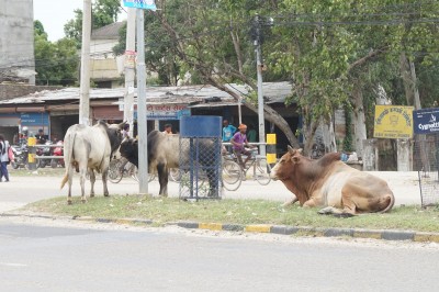 nepalgańdź - nepal