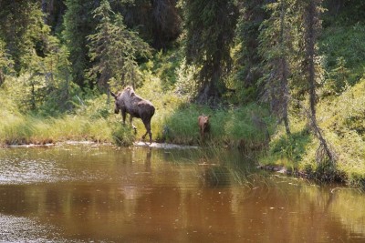 kenai - stany zjednoczone