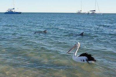 monkey mia - australia