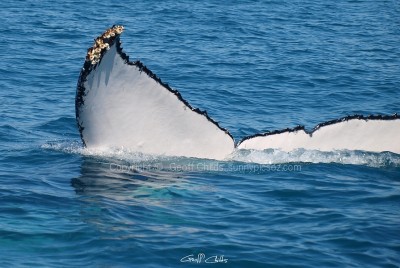 hervey bay - australia