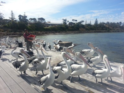 kingscote - australia