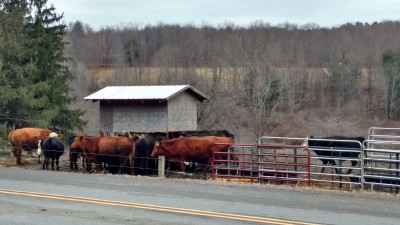 elmira - stany zjednoczone